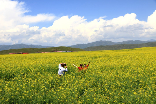 油菜花