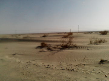 沙漠 沙漠植被