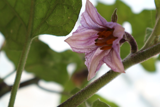 茄子花