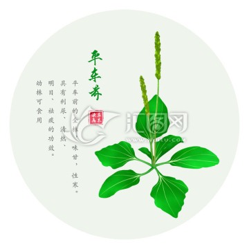 手绘车前草