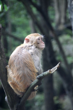 黔灵山的猴子