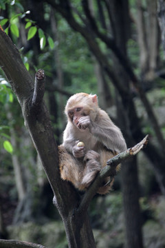 坐在树杈上的猴子