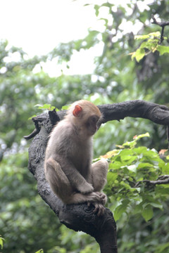 坐在树枝上的猴子