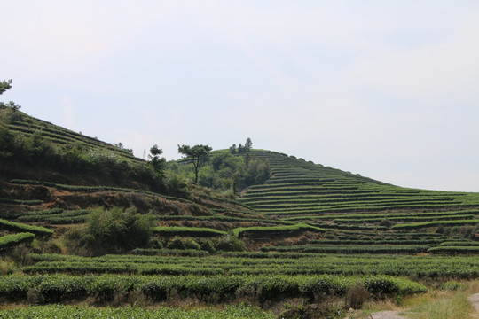 长龙茶园