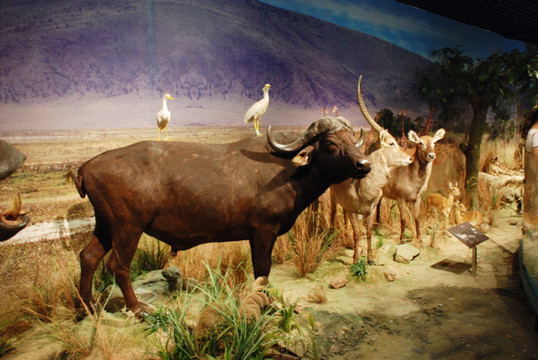 非洲野牛水羚牛背鹭标本