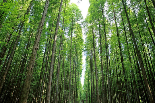 经济林