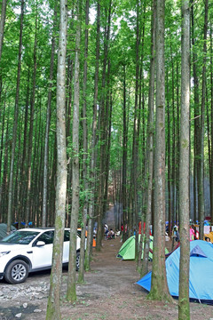 森林露营