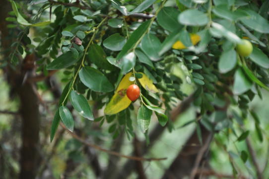 酸枣树 野酸枣