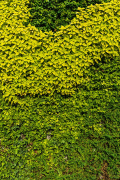 植物墙 植物背景墙