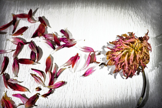 散落的花瓣