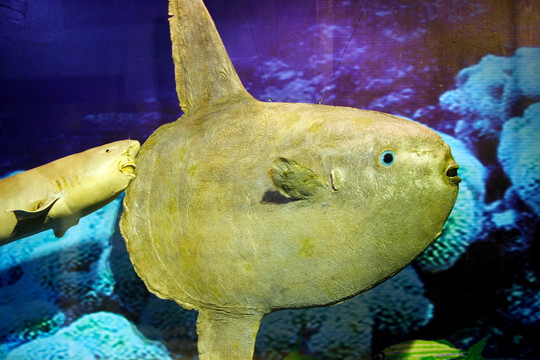 鱼标本 深海鱼 鱼模型