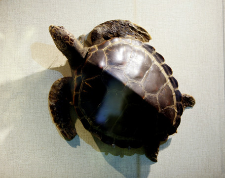 乌龟 海龟 动物模型