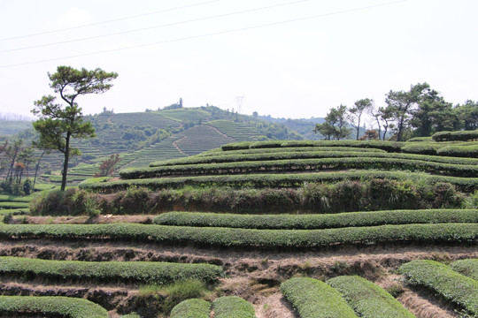 长龙茶园