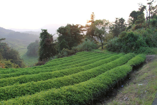 长龙茶园