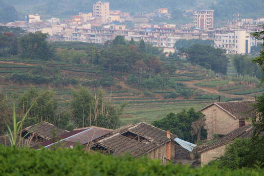 长龙茶园