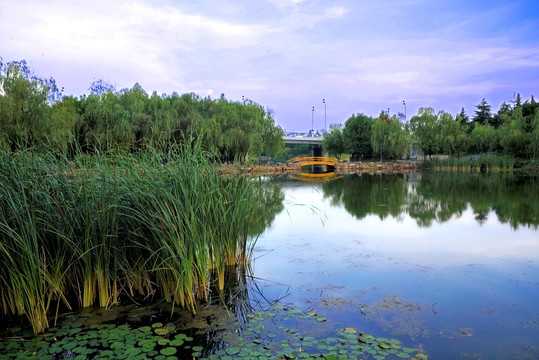 金华月亮湾公园湖泊和水边植物