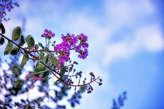 紫薇花花枝