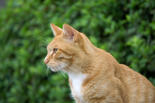 野猫