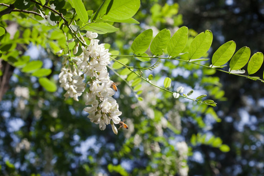 槐树花 蜜蜂