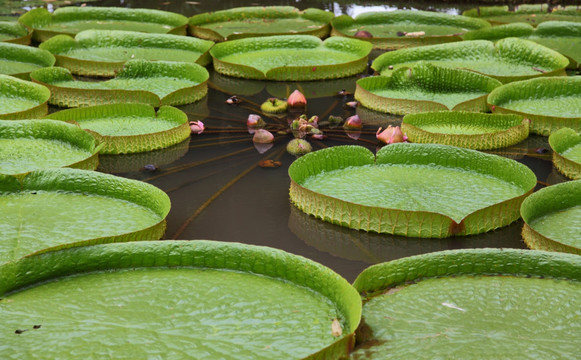 西双版纳 植物园