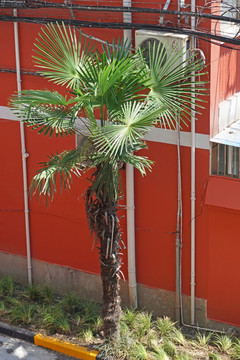 居民小区行道树 棕榈树