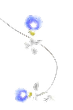 唯美的紫色朝顏花