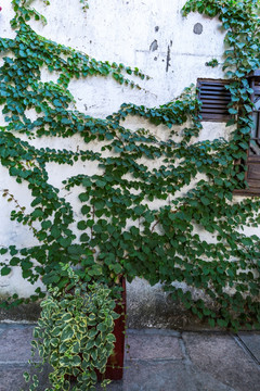 新场古镇墙壁爬山虎