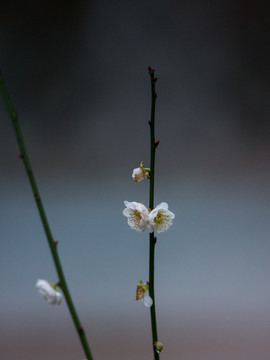 梅花