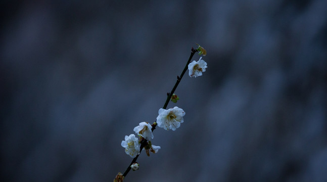 梅花