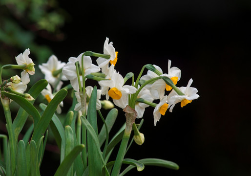 水仙花