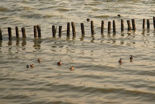 海中觅食的野鸭