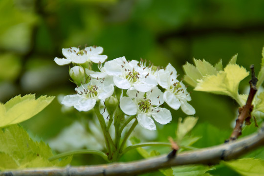 山楂花