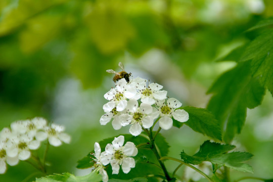 山楂花