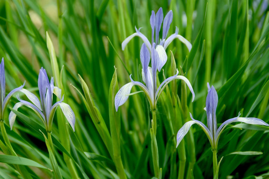 马兰花