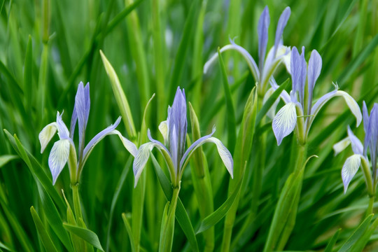 马兰花