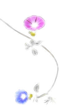 朝顏花開(kāi)雙色秋