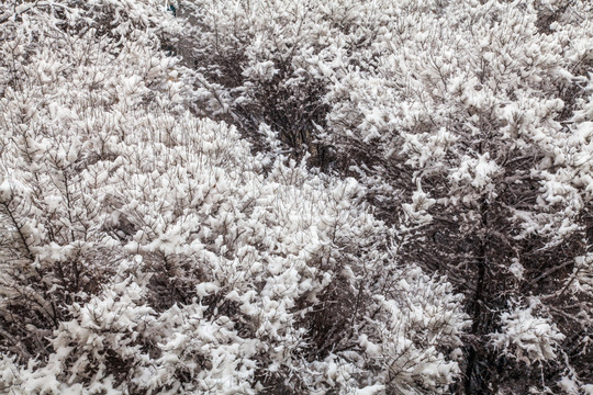 冬季树林雪景树木枯枝
