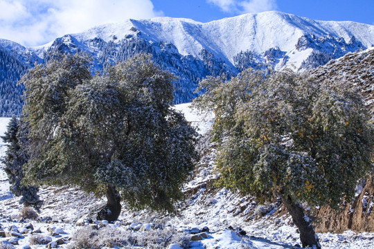 天山山脉积雪