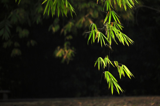 竹林 飞鸟