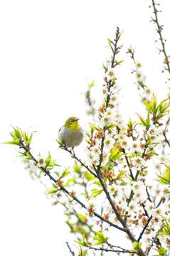 梅花 树枝上小鸟