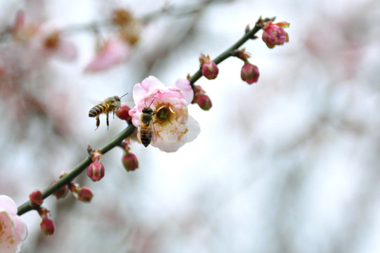 蜜蜂 采蜜