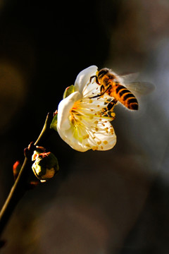 蜜蜂 梅花