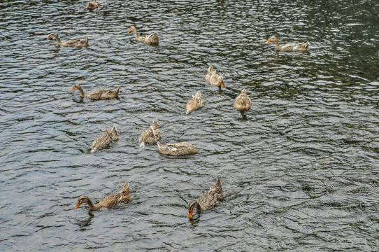 鸭群