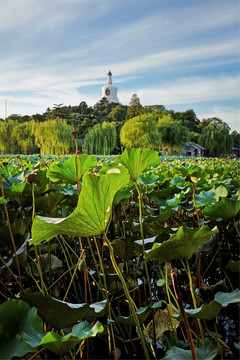 北海公園