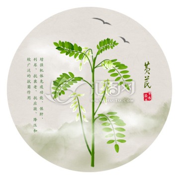 手繪黃芪 綿芪