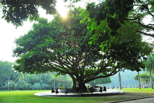 邓小平手植树深圳仙湖植物园