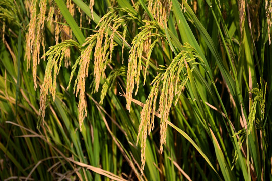 水稻 稻子