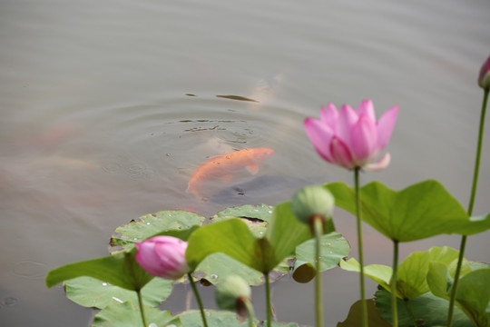 荷花鱼