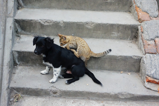 石阶上的猫和狗