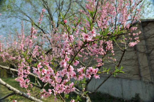 桃花盛开 春天桃花